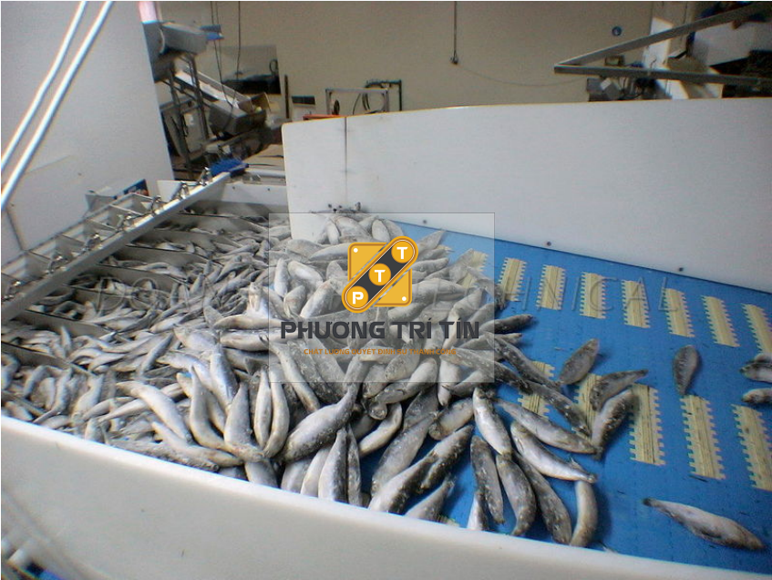 băng tải chế biến thủy sản
