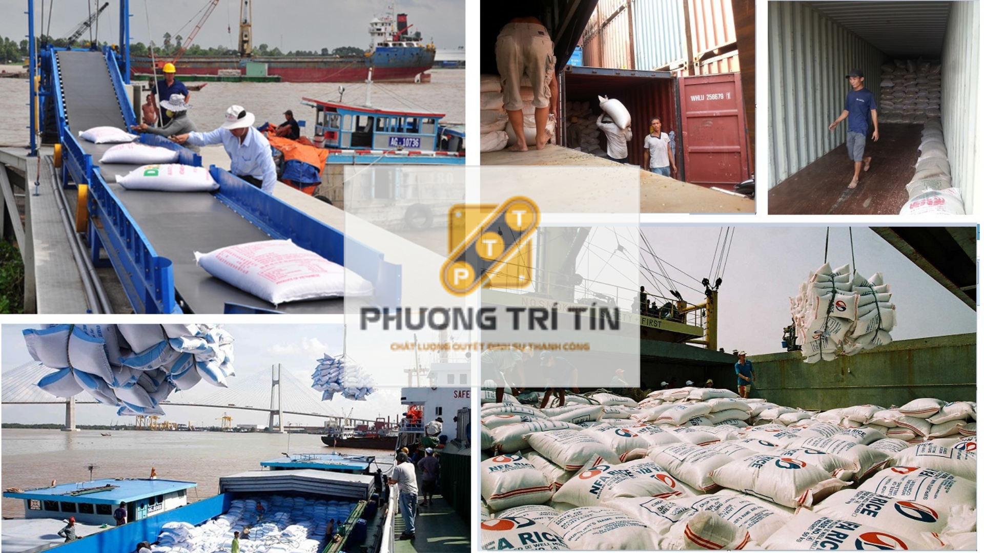 băng tải lúa gạo