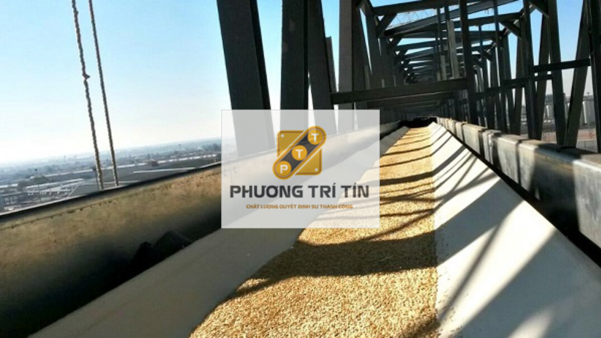 băng tải lúa gạo