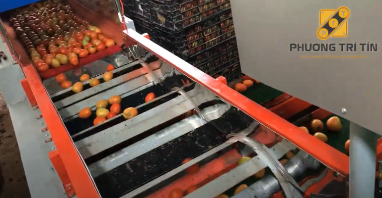 Dây chuyền rửa cà chua cơ sở Xuân Dung